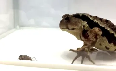VIDEO Modul uimitor prin care un gândac bombardier reuşeşte să scape din stomacul unei broaşte