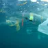 Ce s-a întâmplat după interzicerea și taxarea pungilor de plastic în SUA?