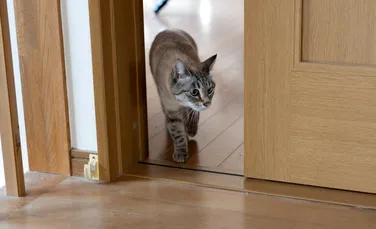 Care este legătura dintre pisici și fericire?