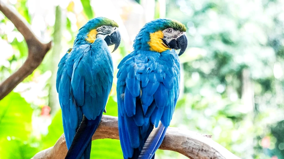 De ce este albastru una dintre culorile cele mai „vii” întâlnite în natură