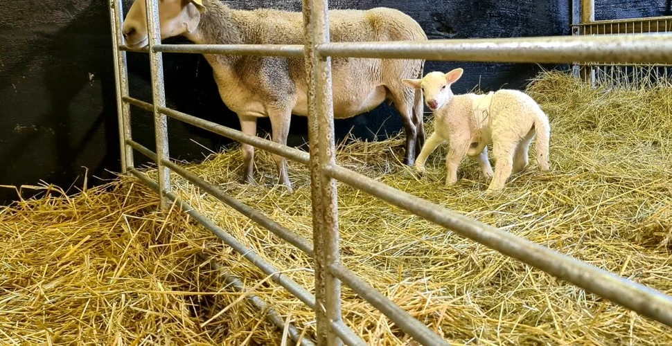 Un miel cu șase picioare s-a născut într-o fermă din Germania