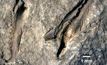 O creatură monstruoasă care trăia acum 400 de milioane de ani, descoperită într-un muzeu din Canada