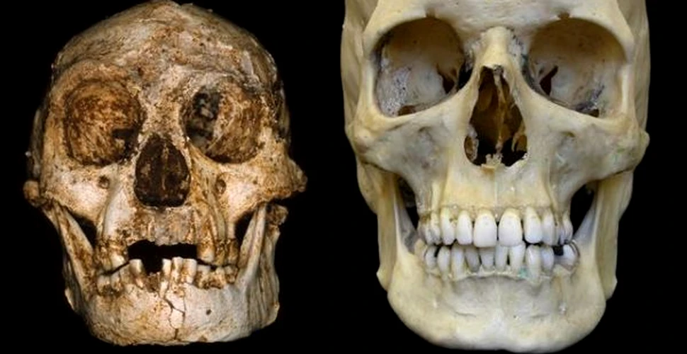 Craniul de “hobbit” descoperit in Indonezia nu este uman