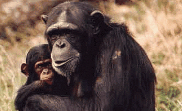 La fel ca si oamenii, cimpanzeii pot empatiza