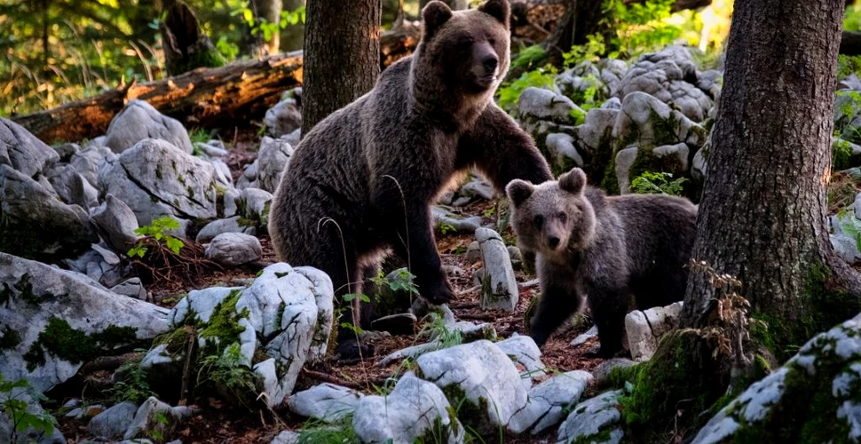 Ce amendă au primit mai mulți turiști care au hrănit o ursoaică și puii acesteia, în zona lacului Vidraru