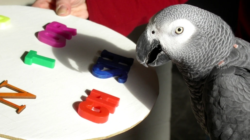 Povestea lui Alex, papagalul cu mintea unui copil de 5 ani