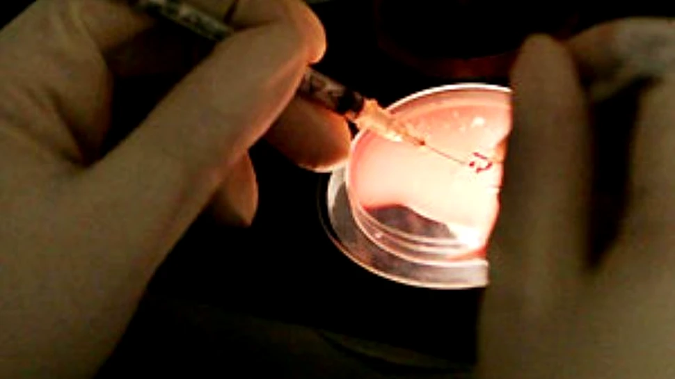 Fertilitatea conservata