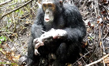 Motivul înspăimântător pentru care femelele de cimpanzei se ascund atunci când nasc