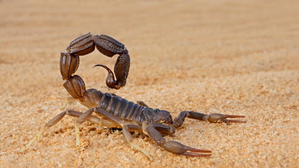 Cercetătorii au scos la iveală secretul metalic al scorpionilor