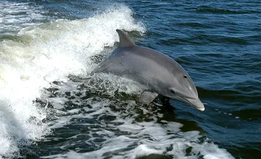 La fel ca oamenii, delfinii cu bot gros creează alianţe pentru binele grupului