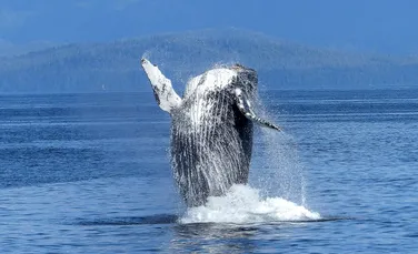 A fost surprins un nou ”mecanism” de vânătoare al balenelor