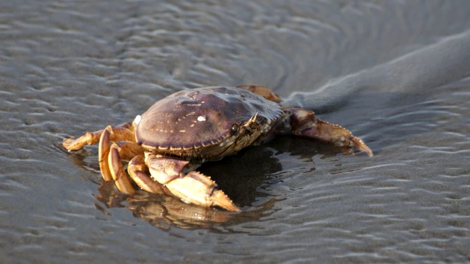 Oceanele au devenit atât de acide încât dizolvă carapacele crabilor