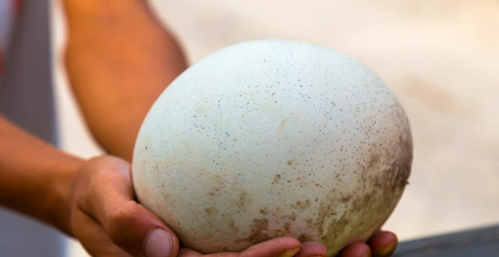 Test de cultură generală. Care pasăre face cele mai mari ouă din lume?