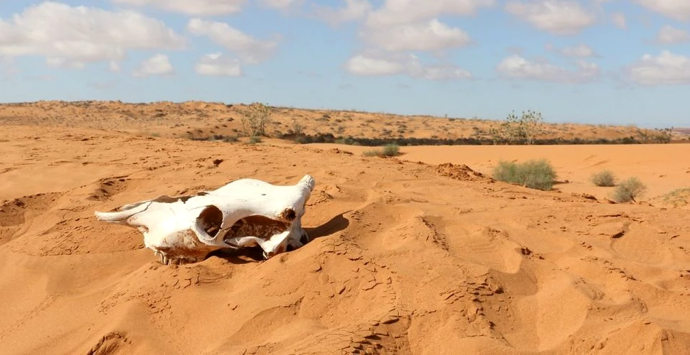 Acum 6.000 de ani, deşertul Sahara era o zonă tropicală ploioasă. Ce s-a întâmplat cu regiunea?