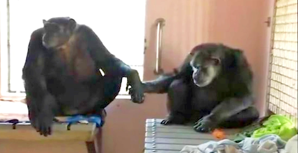 După 18 ani de singurătate, un cimpanzeu nu se mai desparte de primul său prieten – FOTO+VIDEO