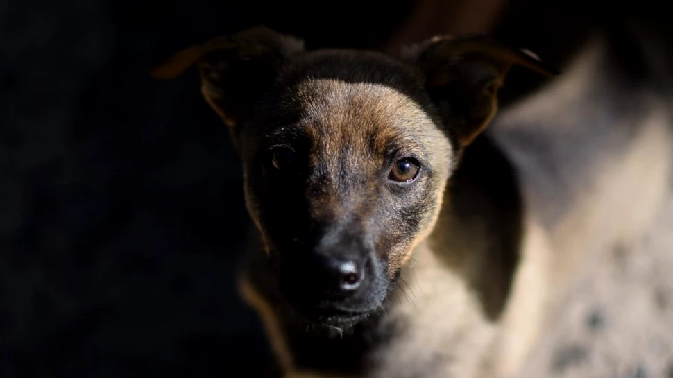 Unde se află primul muzeu din România dedicat câinilor fără stăpân