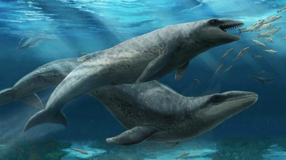 Simpatică, dar fioroasă: O nouă specie de balenă, veche de 25 de milioane de ani