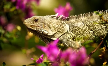 În urmă cu 34 de milioane de ani, iguanele au pornit într-o călătorie de peste 8.000 de kilometri