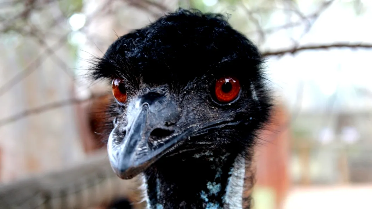 1-emu 
