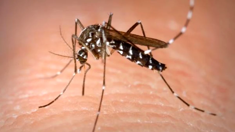 Tantarii supravietuiesc in spatiul extraterestru