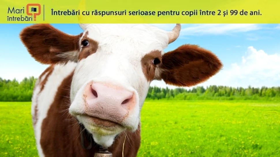 Ce se s-ar întâmpla dacă vacile ar dispărea de pe Pământ?