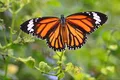Cum pot unele animale să mănânce fluturi Monarh fără să moară? Misterul a fost în sfârșit elucidat