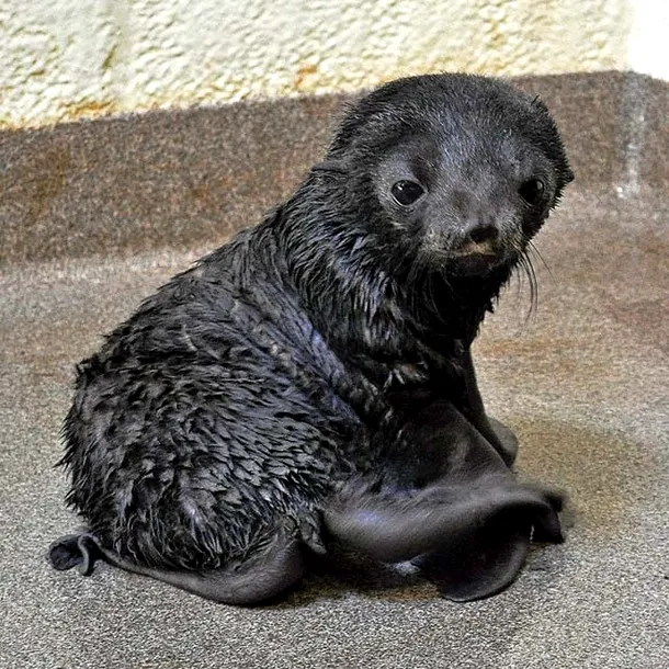 Cum arată un pui nou-născut de focă nordică cu blană? (FOTO/VIDEO)