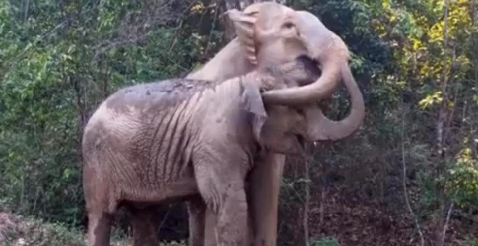 O mamă elefant îşi reîntâlneşte puiul, după mai bine de trei ani. Imaginile nu au nevoie de niciun comentariu – VIDEO