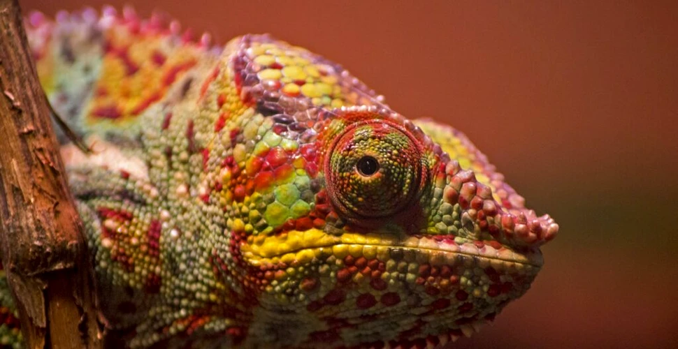 Mai multe specii de reptile ar putea fi în pericol de dispariție decât se credea până acum
