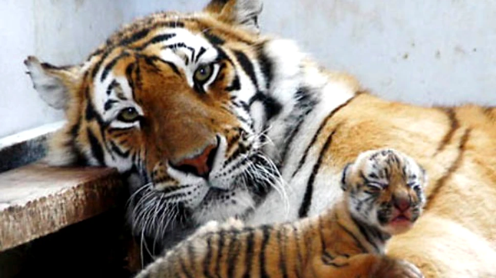 Dezastrul genetic al tigrilor siberieni
