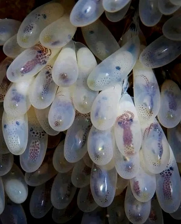 Cordoane de ouă de caracatiţă