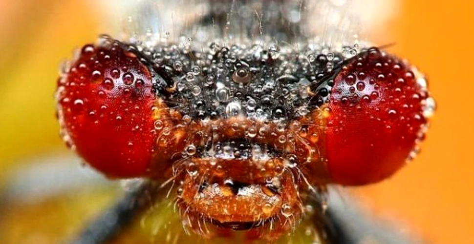 Imagini incredibile din lumea insectelor (FOTO)
