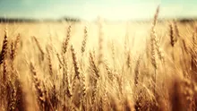 Egiptul a cumpărat 240.000 de tone de grâu românesc, la cel mai mic preț din licitație