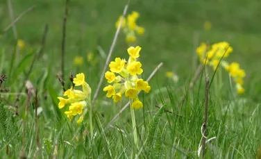 O plantă care creşte şi în România a fost desemnată floarea anului 2016