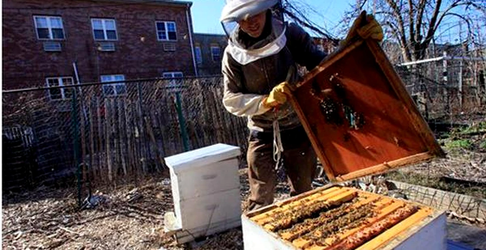 Albinele de oras o duc mai bine decat cele de la tara
