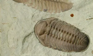 Trilobiții aveau un al treilea ochi ascuns, arată noi fosile