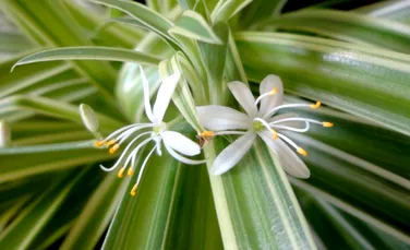 A fost găsită prima dovadă că și plantele au grijă de „copiii” lor