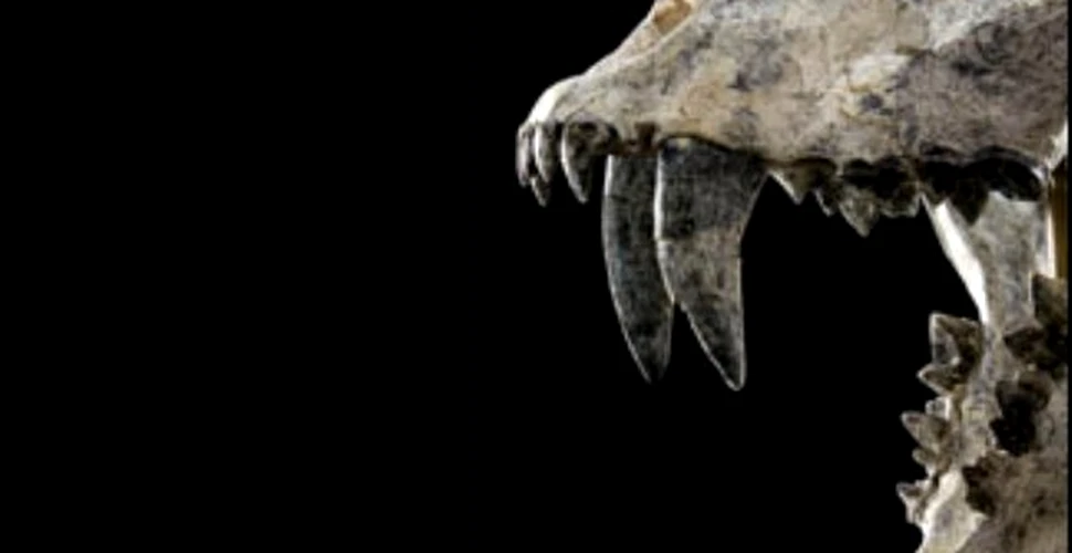 Fosile de Homotherium descoperite de o companie petroliera
