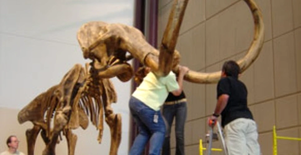 Scheletul unui mamut socheaza oamenii de stiinta