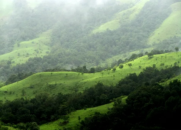 Pădure din Karnataka