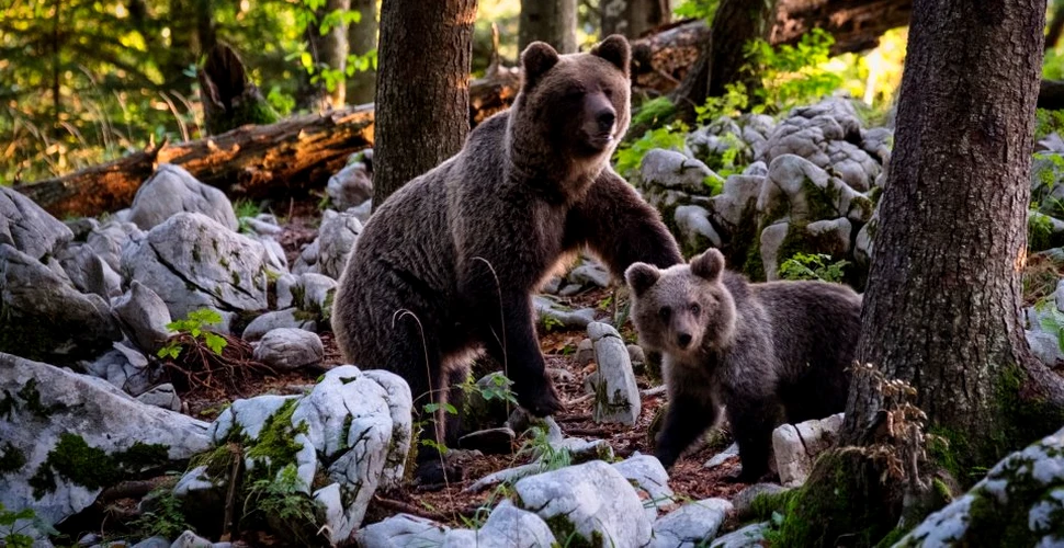 Natura ne ajută din nou! Savanţii au folosit salivă de urs pentru a testa antibioticele