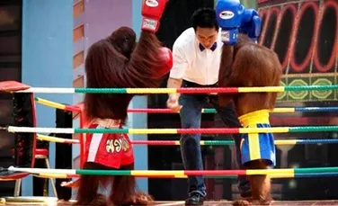 Meciurile de box intre urangutani, atractie turistica in Thailanda (FOTO)