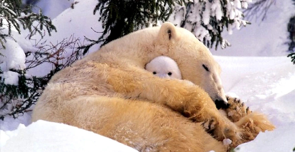 Declararea ursilor polari drept specie amenintata naste controverse