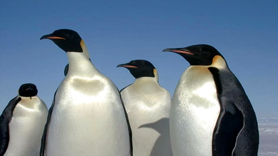 Pinguinii Regali din Antarctica amenintati de incalzirea globala