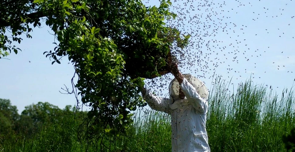 Numărul apicultorilor din România s-a înjumătăţit în cinci ani