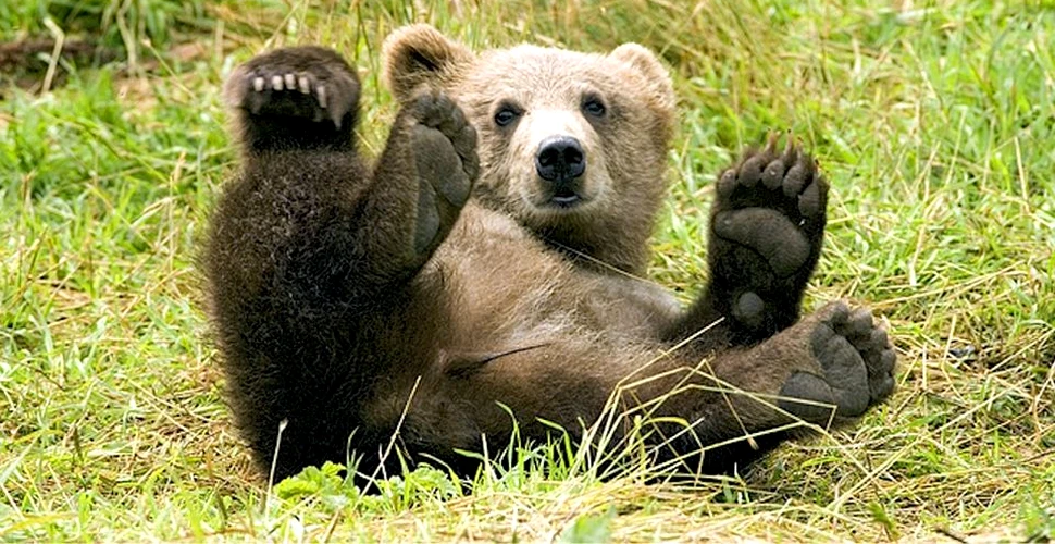 Apel internaţional pentru salvarea urşilor bruni din România