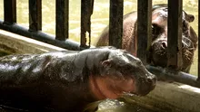 Un pui de hipopotam pitic face senzație la o grădină zoologică din Thailanda