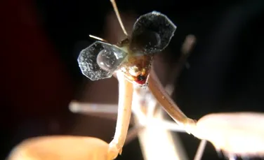 De ce i-au pus oamenii de ştiinţă ochelari 3D acestei insecte? (VIDEO)