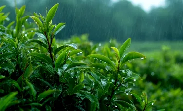 Ce fac plantele atunci când „aud” că vine ploaia? Un studiu a făcut o descoperire uimitoare!