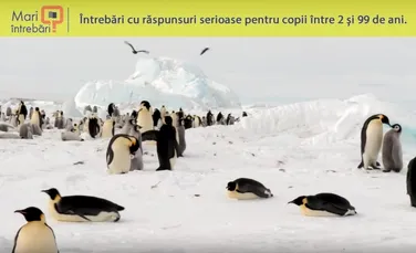 De ce nu îngheaţă ouăle pinguinilor?